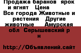 Продажа баранов, ярок и ягнят › Цена ­ 3 500 - Все города Животные и растения » Другие животные   . Амурская обл.,Серышевский р-н